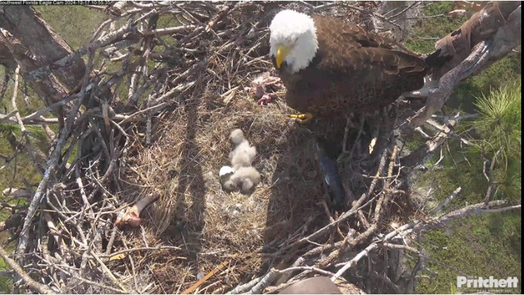 Eaglet hatchlings heat up views on SWFL Eagle Cam